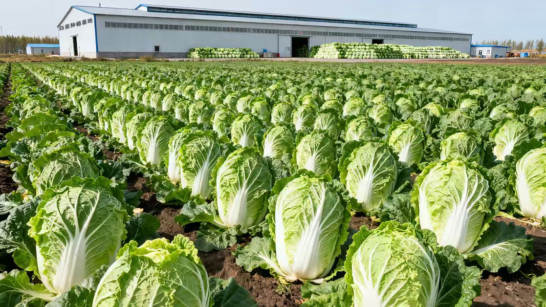 白菜种地基地(土土垚）